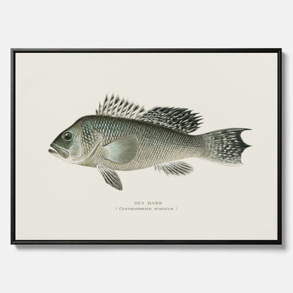Kökstavla med Havsabborre poster – Canvas med fisk, fiskposter, tavla till kök, köksposter, poster till kök