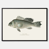 Kökstavla med Havsabborre poster – Plansch med fisk, fiskposter, tavla till kök, köksposter, poster till kök