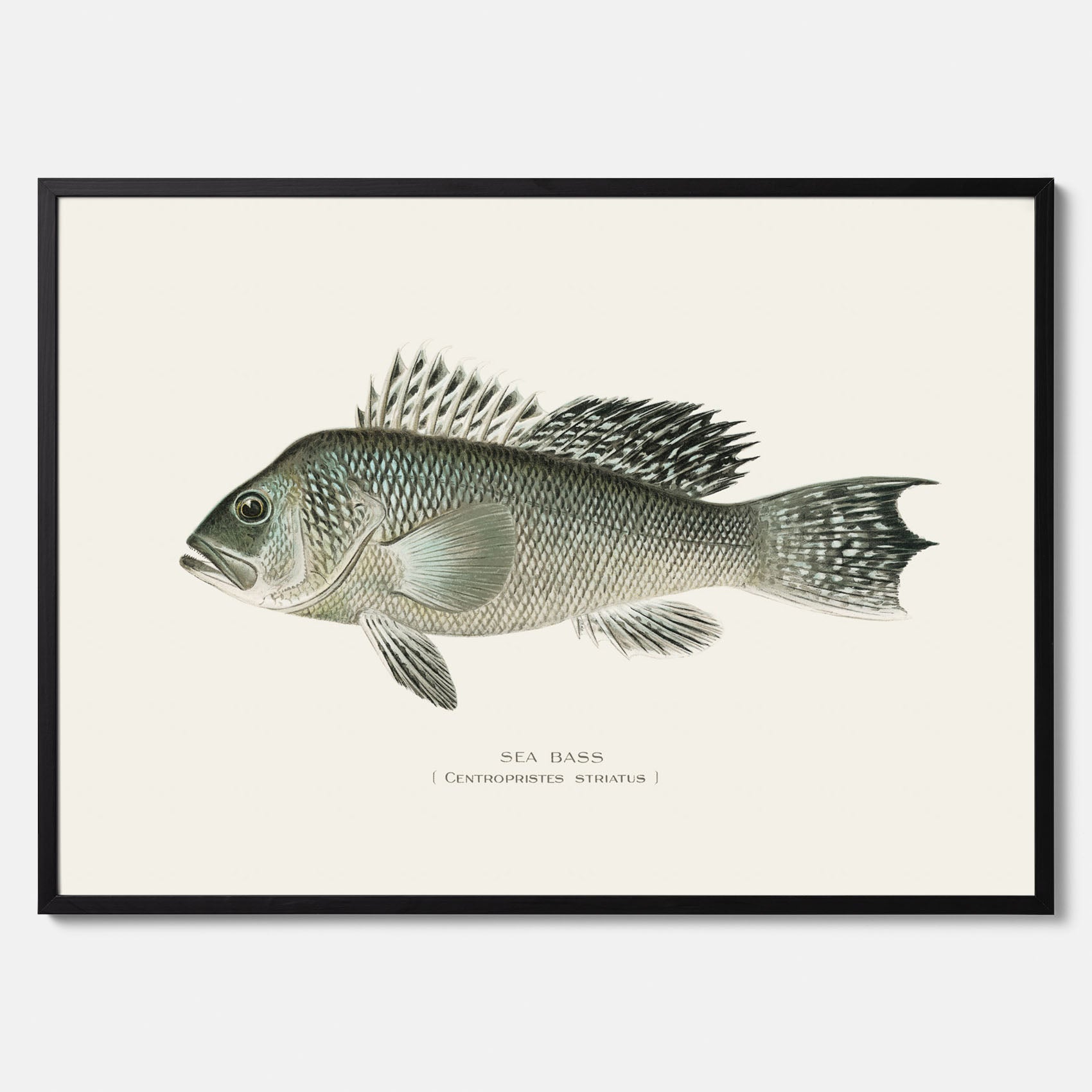 Kökstavla med Havsabborre poster – Plansch med fisk, fiskposter, tavla till kök, köksposter, poster till kök