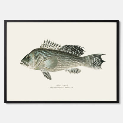 Kökstavla med Havsabborre poster – Plansch med fisk, fiskposter, tavla till kök, köksposter, poster till kök