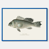 Kökstavla med Havsabborre poster – Plansch med fisk, fiskposter, tavla till kök, köksposter, poster till kök