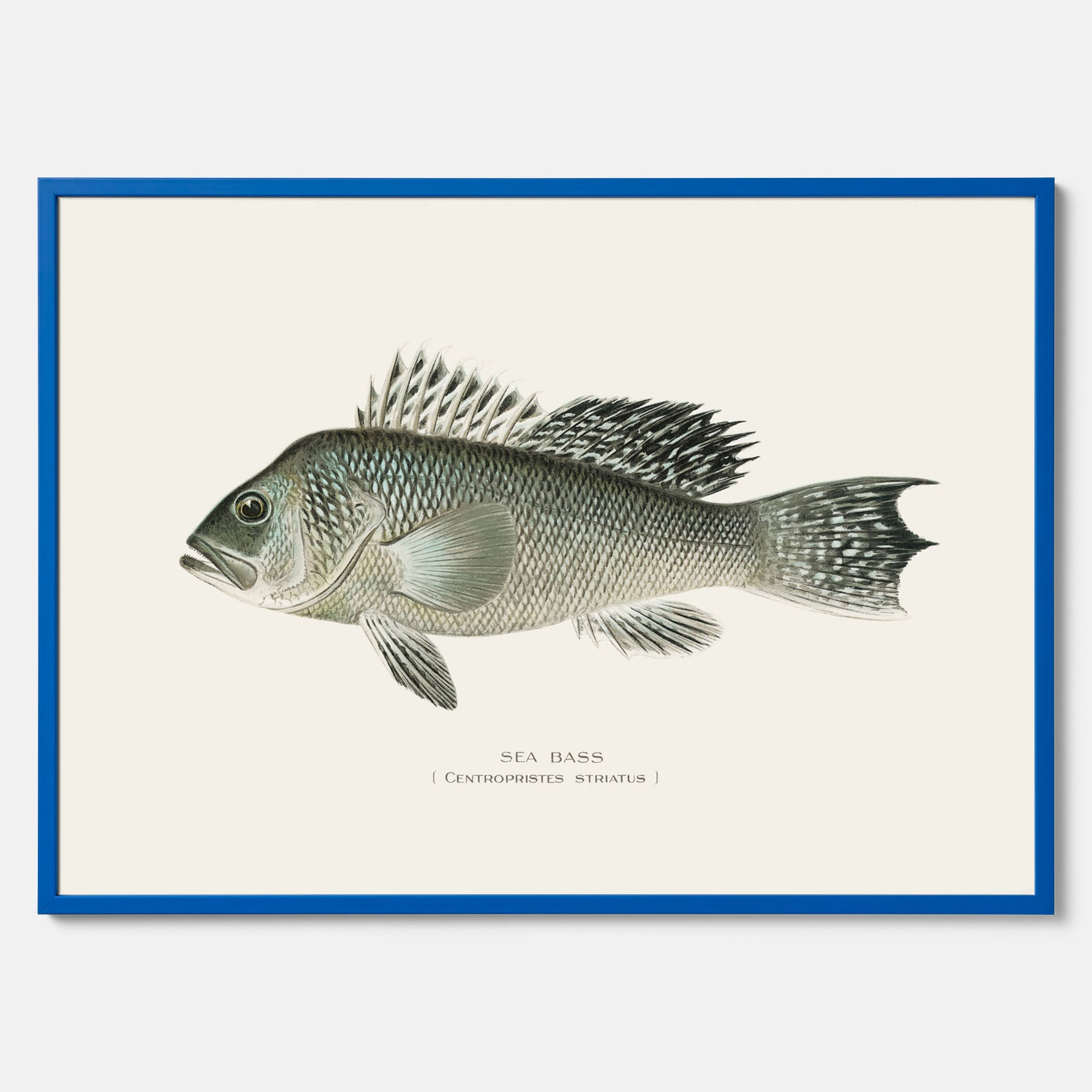 Kökstavla med Havsabborre poster – Plansch med fisk, fiskposter, tavla till kök, köksposter, poster till kök