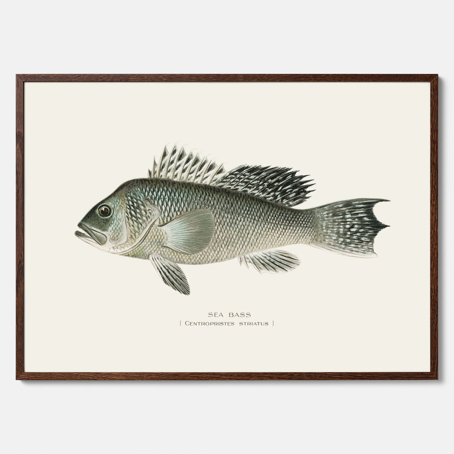 Kökstavla med Havsabborre poster – Plansch med fisk, fiskposter, tavla till kök, köksposter, poster till kök