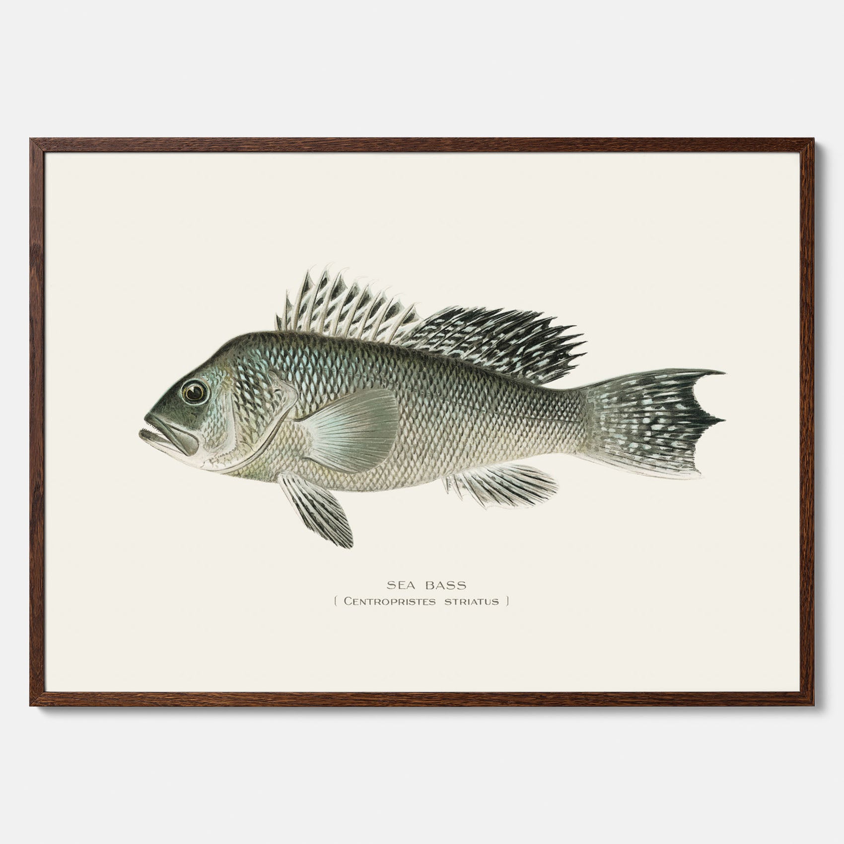 Kökstavla med Havsabborre poster – Plansch med fisk, fiskposter, tavla till kök, köksposter, poster till kök