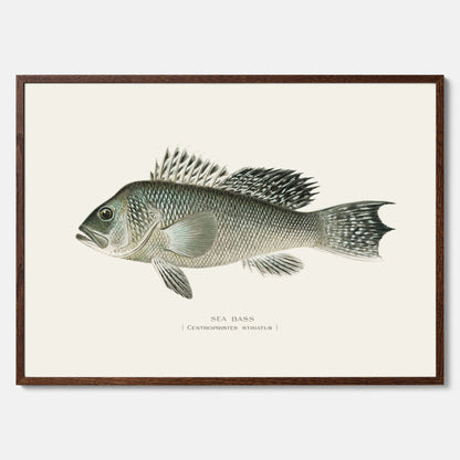 Kökstavla med Havsabborre poster – Plansch med fisk, fiskposter, tavla till kök, köksposter, poster till kök