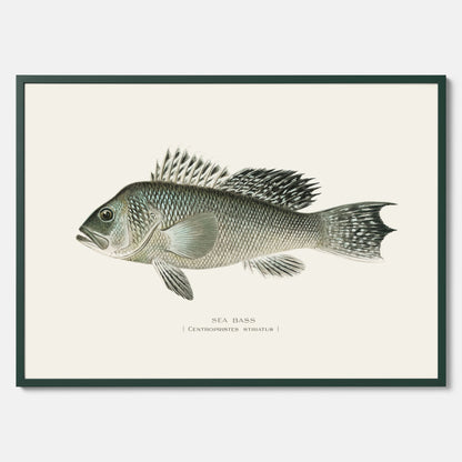 Kökstavla med Havsabborre poster – Plansch med fisk, fiskposter, tavla till kök, köksposter, poster till kök