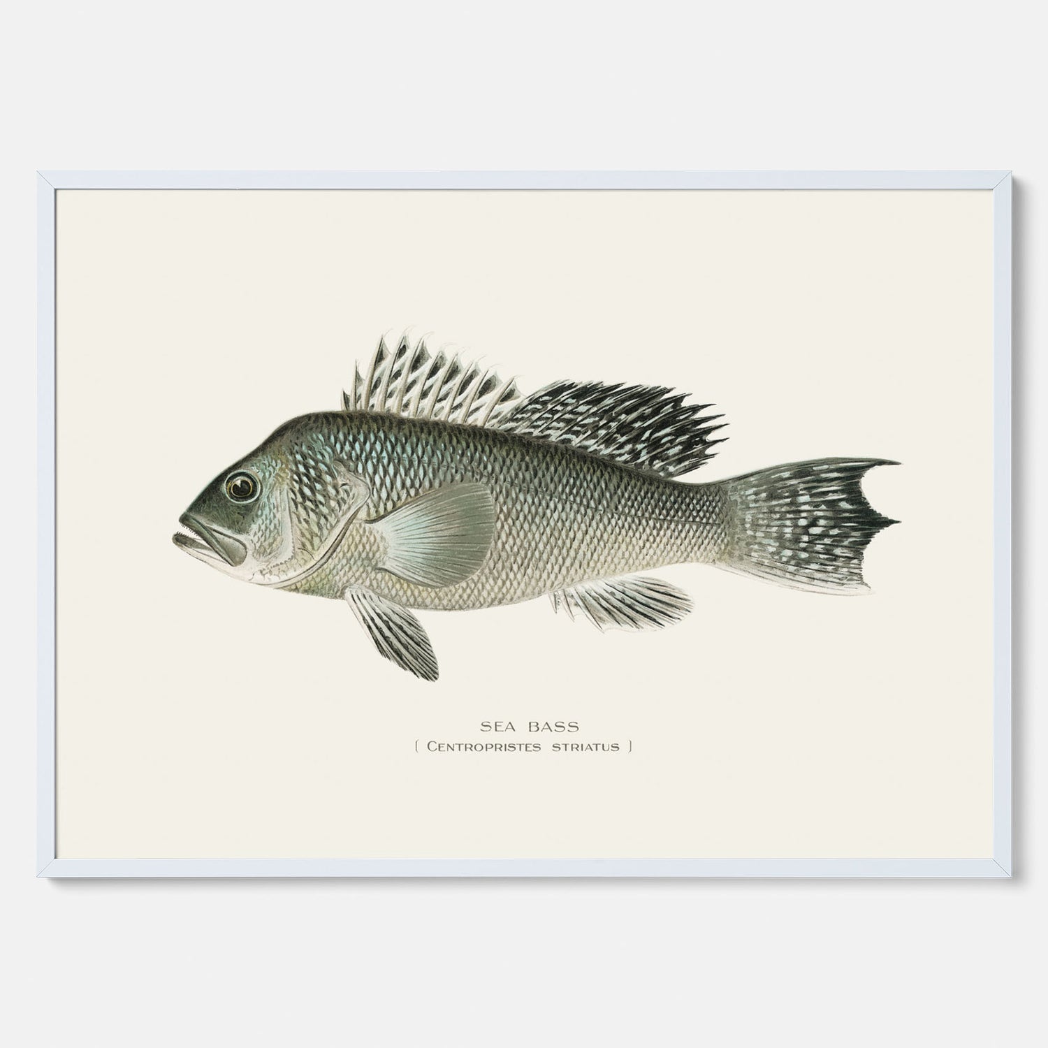Kökstavla med Havsabborre poster – Plansch med fisk, fiskposter, tavla till kök, köksposter, poster till kök