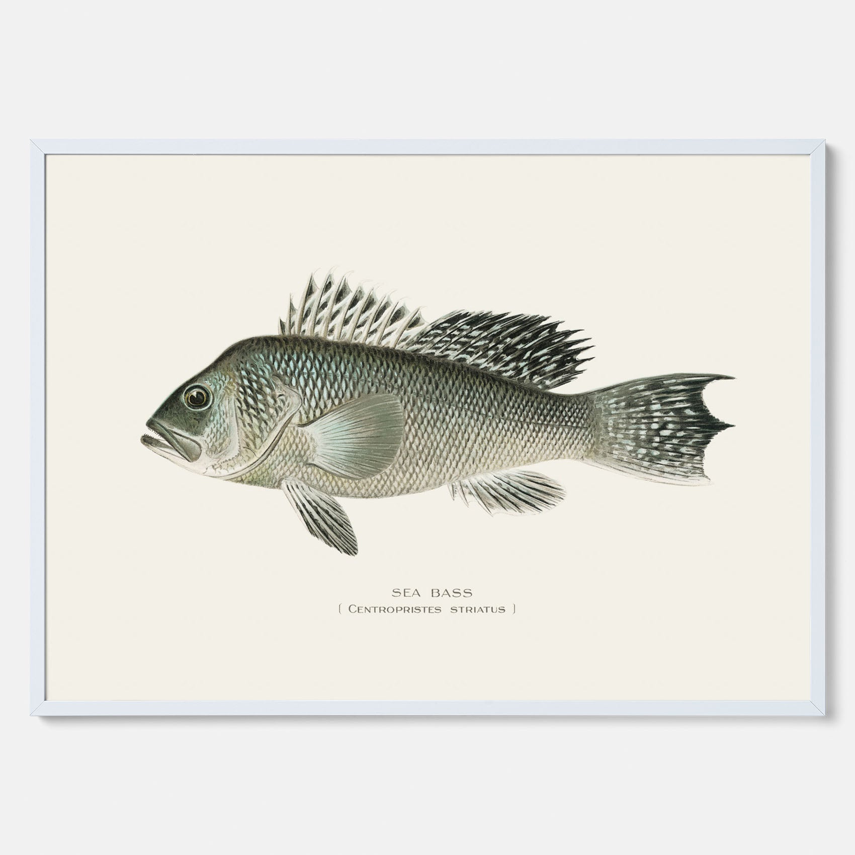 Kökstavla med Havsabborre poster – Plansch med fisk, fiskposter, tavla till kök, köksposter, poster till kök