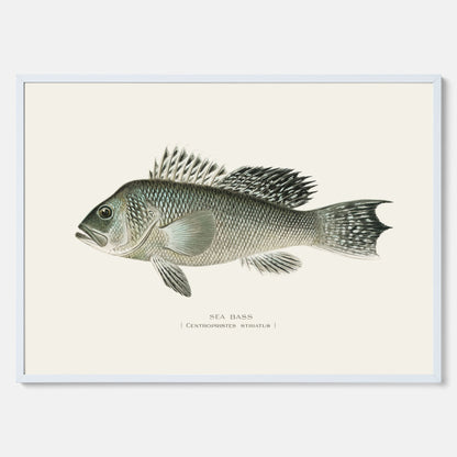 Kökstavla med Havsabborre poster – Plansch med fisk, fiskposter, tavla till kök, köksposter, poster till kök