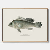 Kökstavla med Havsabborre poster – Canvas med fisk, fiskposter, tavla till kök, köksposter, poster till kök