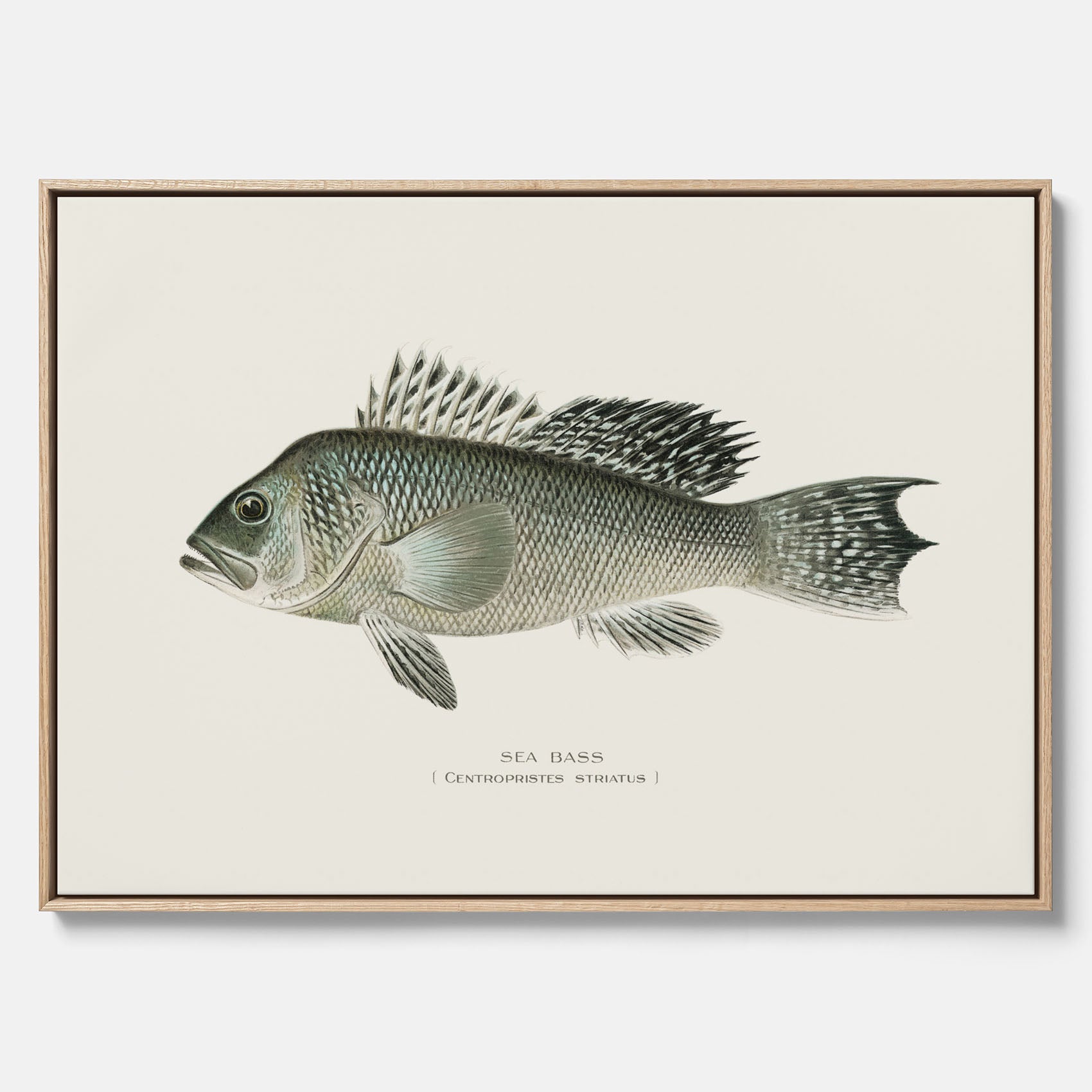 Kökstavla med Havsabborre poster – Canvas med fisk, fiskposter, tavla till kök, köksposter, poster till kök