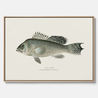 Kökstavla med Havsabborre poster – Canvas med fisk, fiskposter, tavla till kök, köksposter, poster till kök