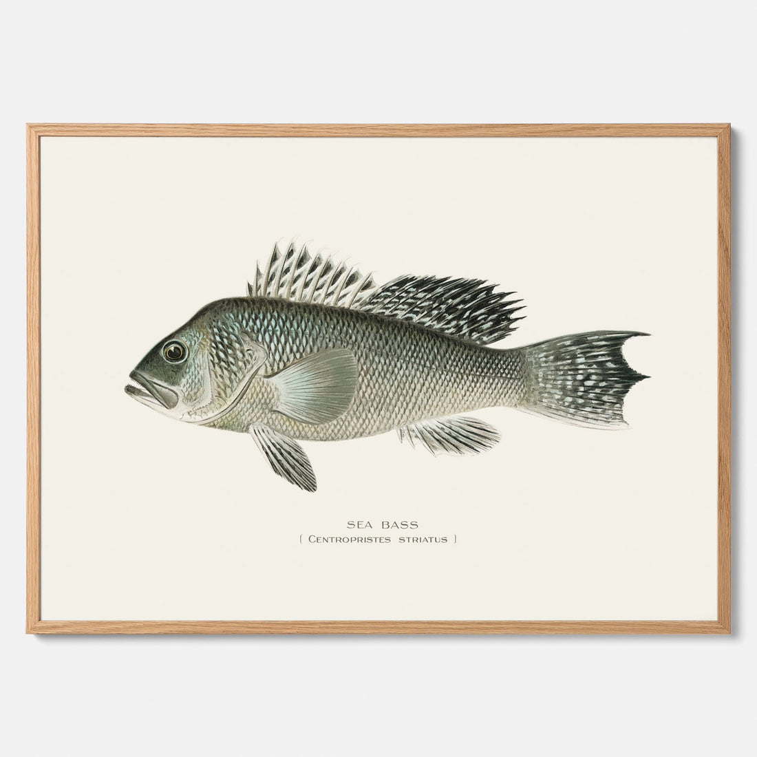 Kökstavla med Havsabborre poster – Plansch med fisk, fiskposter, tavla till kök, köksposter, poster till kök