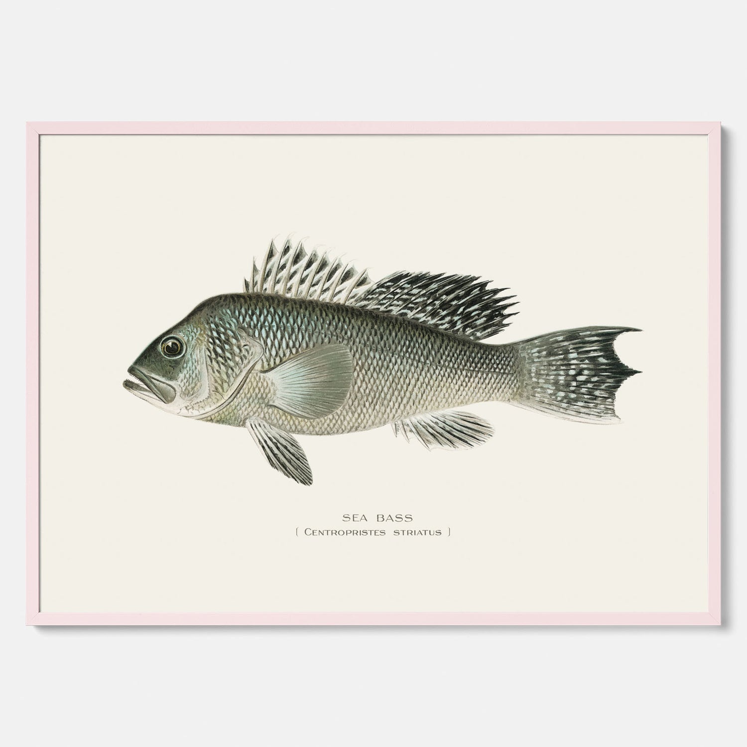 Kökstavla med Havsabborre poster – Plansch med fisk, fiskposter, tavla till kök, köksposter, poster till kök