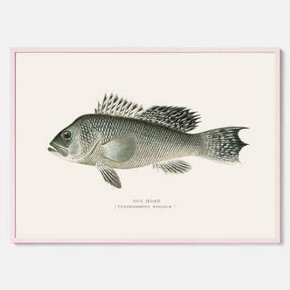 Kökstavla med Havsabborre poster – Plansch med fisk, fiskposter, tavla till kök, köksposter, poster till kök