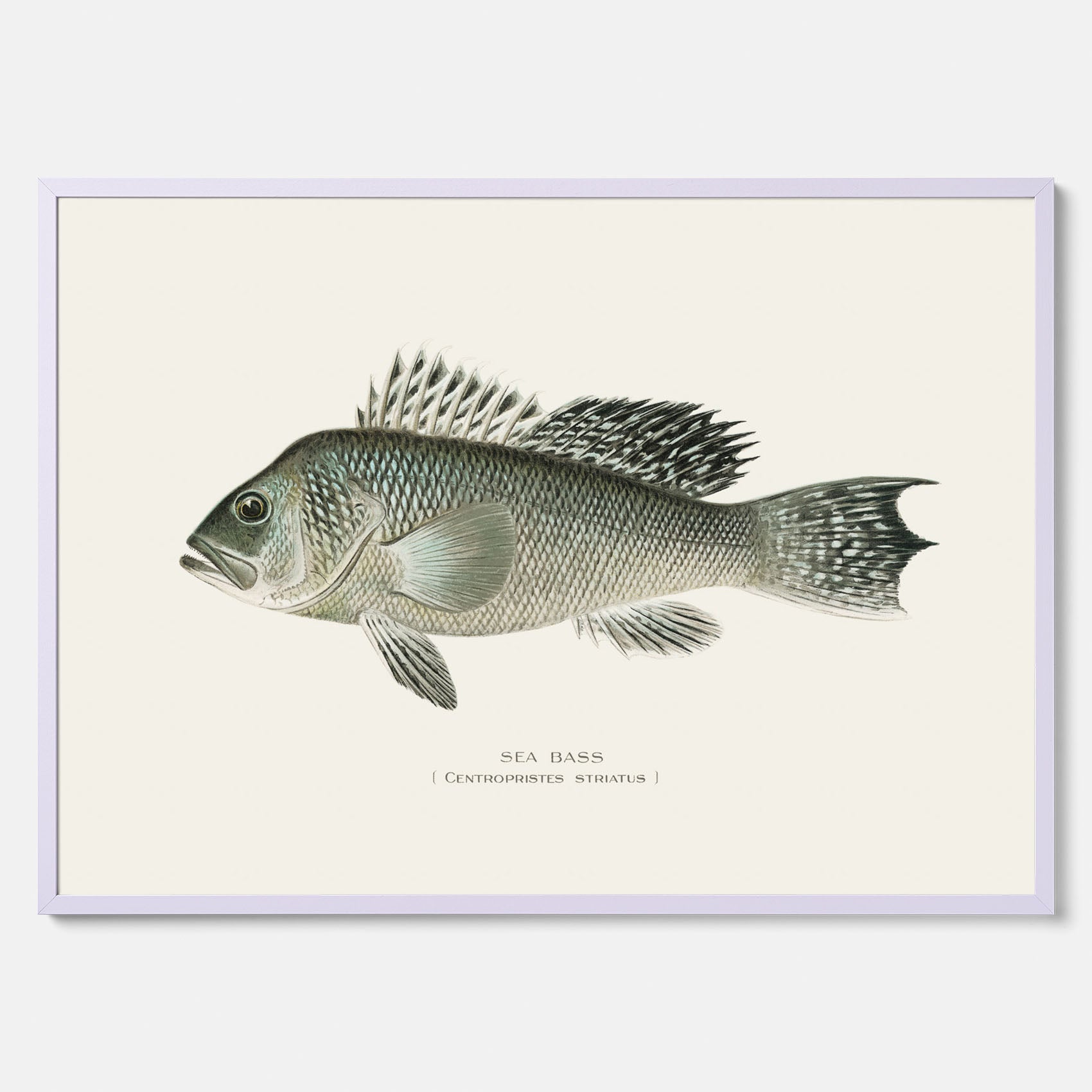 Kökstavla med Havsabborre poster – Plansch med fisk, fiskposter, tavla till kök, köksposter, poster till kök