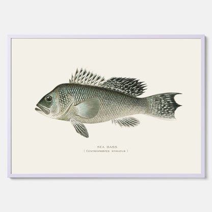 Kökstavla med Havsabborre poster – Plansch med fisk, fiskposter, tavla till kök, köksposter, poster till kök