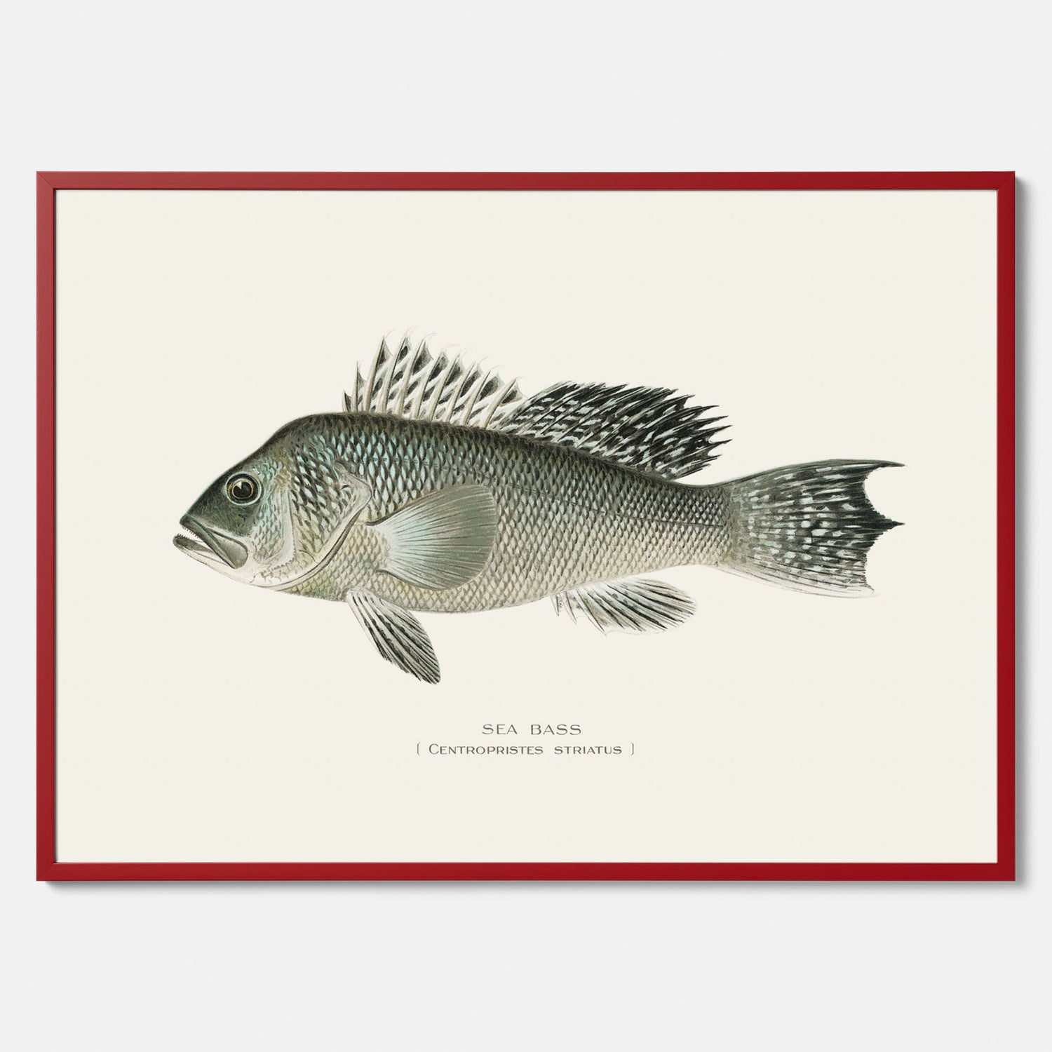 Kökstavla med Havsabborre poster – Plansch med fisk, fiskposter, tavla till kök, köksposter, poster till kök