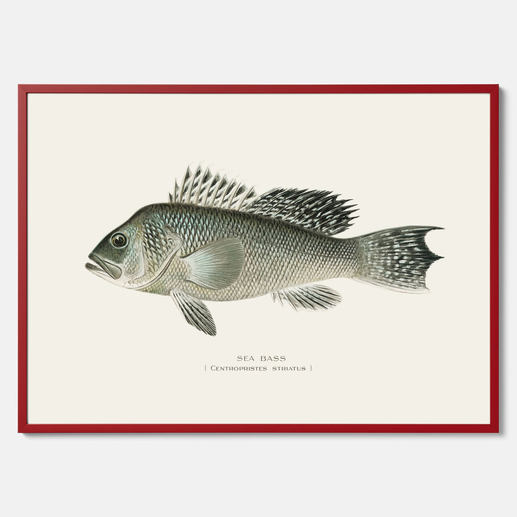 Kökstavla med Havsabborre poster – Plansch med fisk, fiskposter, tavla till kök, köksposter, poster till kök