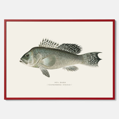 Kökstavla med Havsabborre poster – Plansch med fisk, fiskposter, tavla till kök, köksposter, poster till kök
