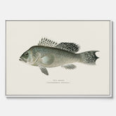 Kökstavla med Havsabborre poster – Canvas med fisk, fiskposter, tavla till kök, köksposter, poster till kök