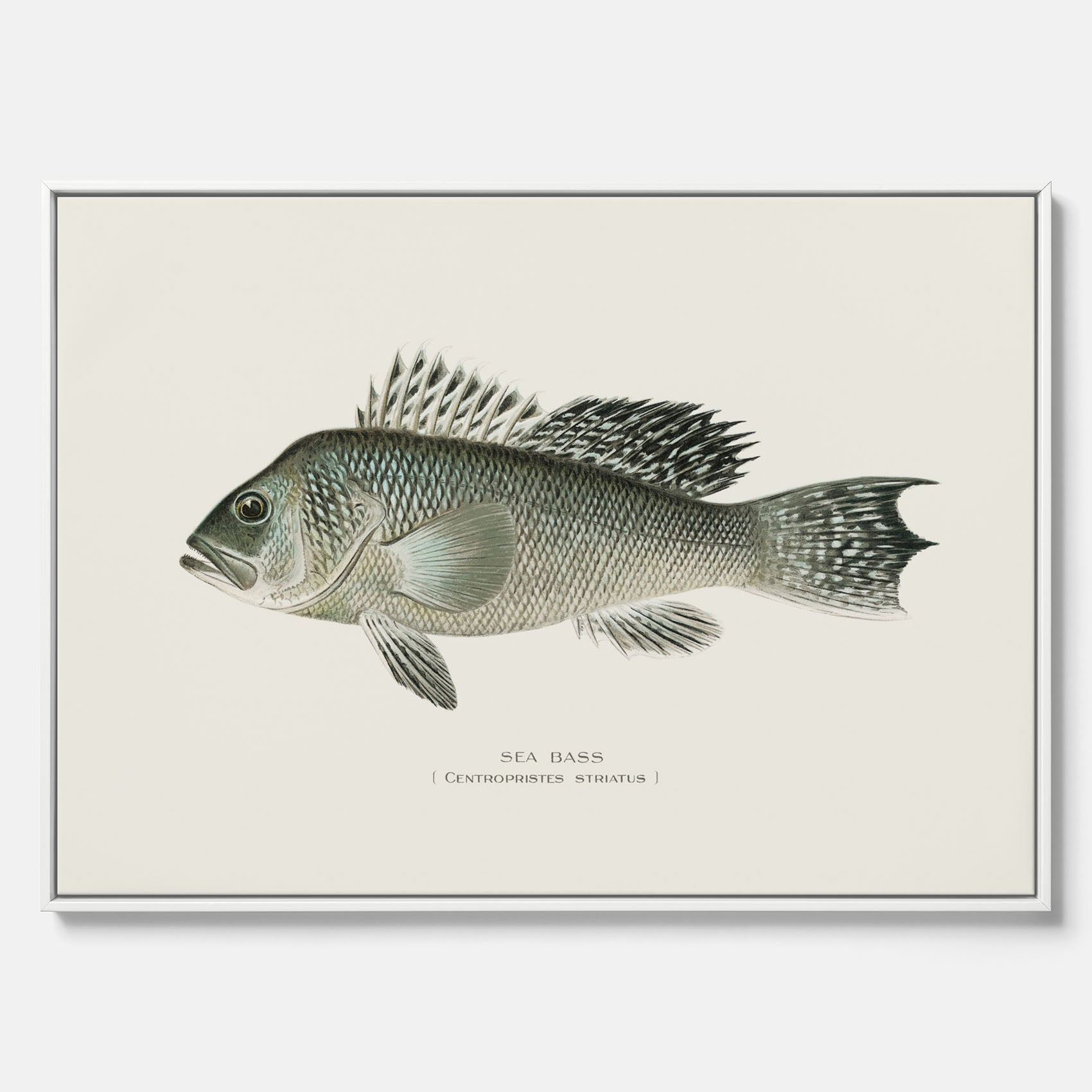 Kökstavla med Havsabborre poster – Canvas med fisk, fiskposter, tavla till kök, köksposter, poster till kök