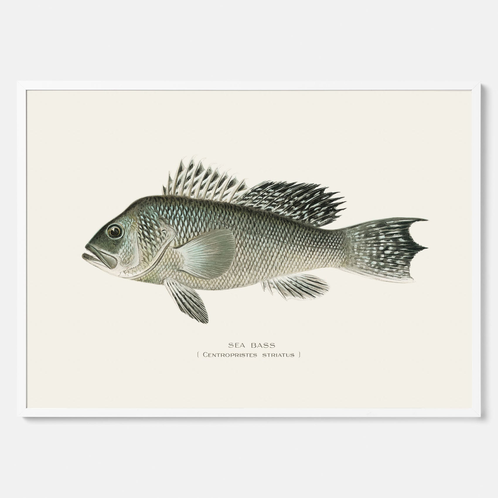 Kökstavla med Havsabborre poster – Plansch med fisk, fiskposter, tavla till kök, köksposter, poster till kök
