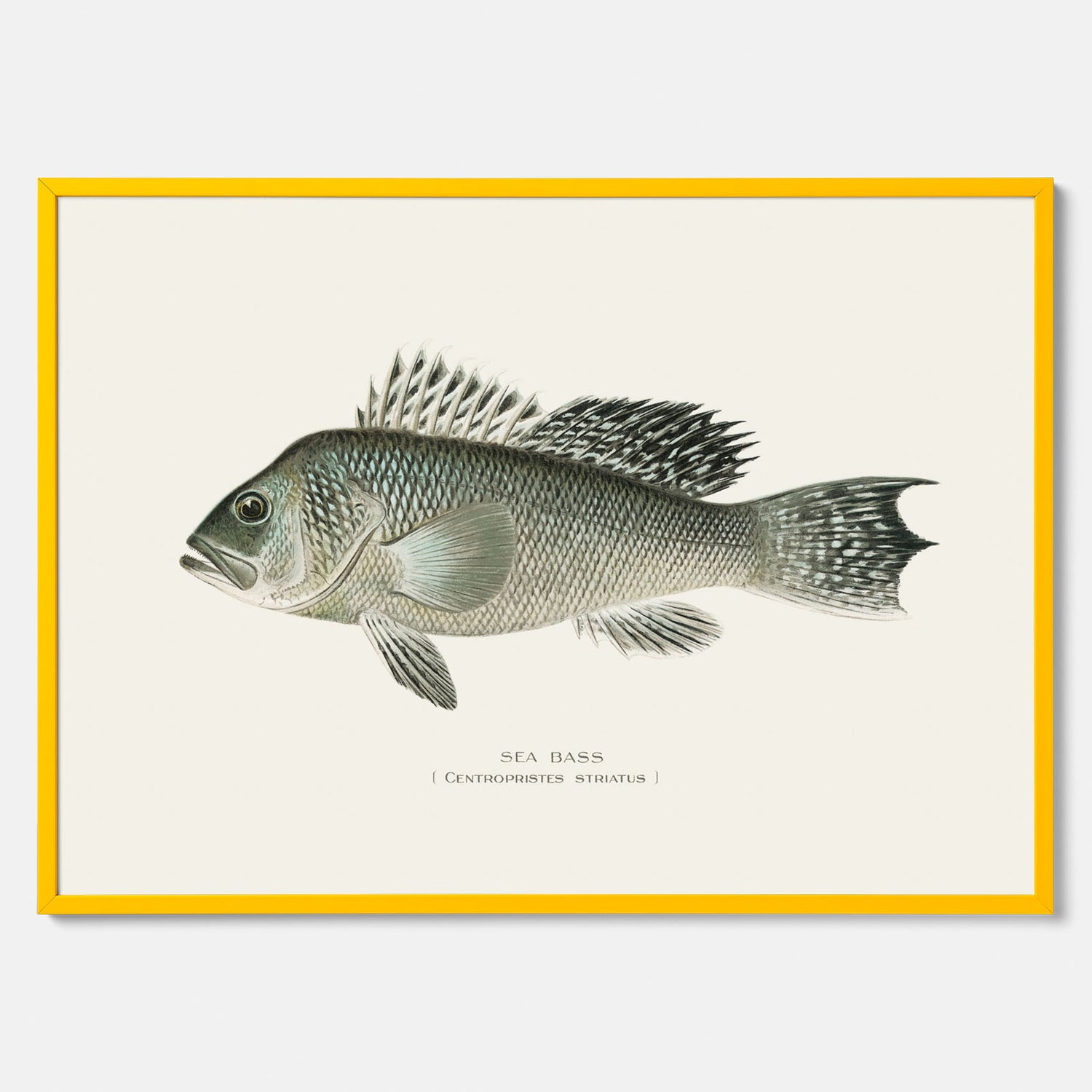 Kökstavla med Havsabborre poster – Plansch med fisk, fiskposter, tavla till kök, köksposter, poster till kök