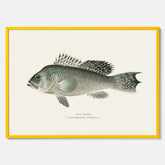 Kökstavla med Havsabborre poster – Plansch med fisk, fiskposter, tavla till kök, köksposter, poster till kök