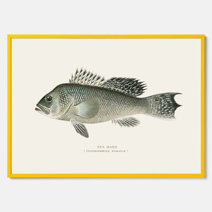 Kökstavla med Havsabborre poster – Plansch med fisk, fiskposter, tavla till kök, köksposter, poster till kök