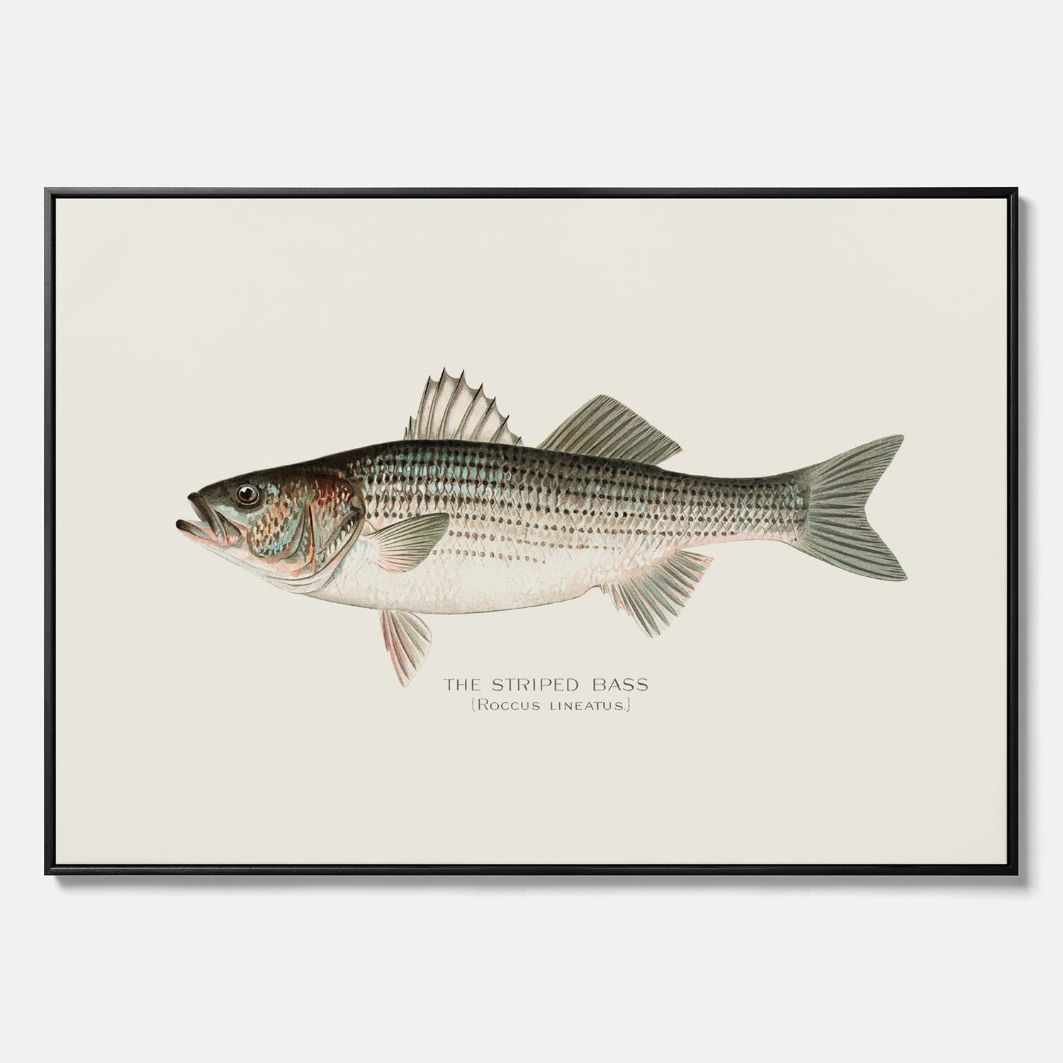 Canvastavla till kök med Strimmig Havsabborre poster – Plansch med fisk, tavla till kök, köksposter, poster till kök, fiskposter