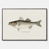 Canvastavla till kök med Strimmig Havsabborre poster – Plansch med fisk, tavla till kök, köksposter, poster till kök, fiskposter