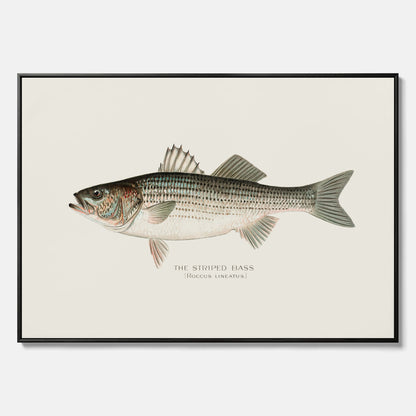 Canvastavla till kök med Strimmig Havsabborre poster – Plansch med fisk, tavla till kök, köksposter, poster till kök, fiskposter