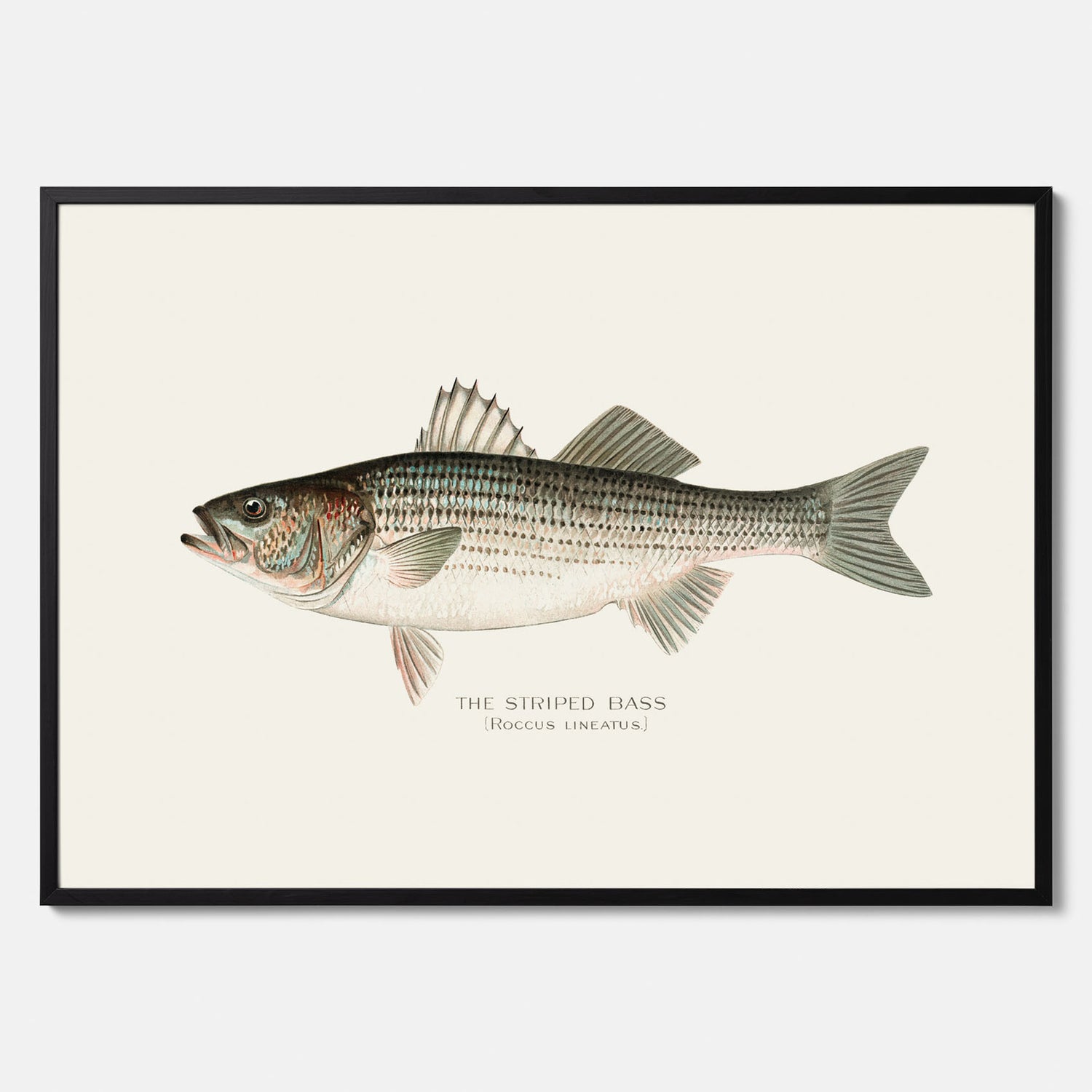 Kökstavla med Strimmig Havsabborre poster – Plansch med fisk, tavla till kök, köksposter, poster till kök, fiskposter