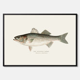 Kökstavla med Strimmig Havsabborre poster – Plansch med fisk, tavla till kök, köksposter, poster till kök, fiskposter