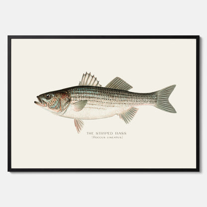 Kökstavla med Strimmig Havsabborre poster – Plansch med fisk, tavla till kök, köksposter, poster till kök, fiskposter