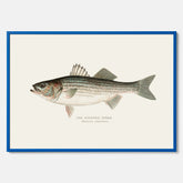 Kökstavla med Strimmig Havsabborre poster – Plansch med fisk, tavla till kök, köksposter, poster till kök, fiskposter