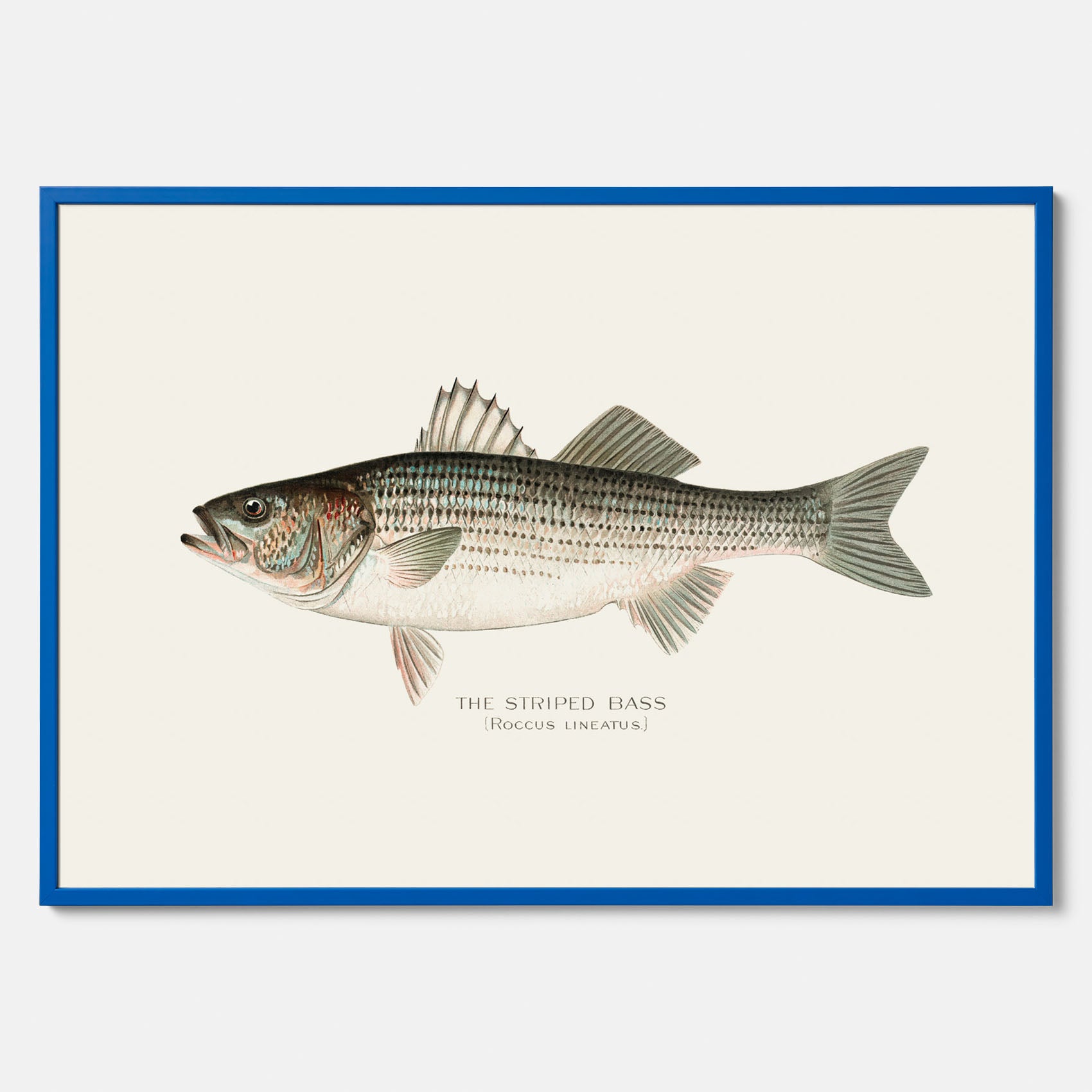 Kökstavla med Strimmig Havsabborre poster – Plansch med fisk, tavla till kök, köksposter, poster till kök, fiskposter
