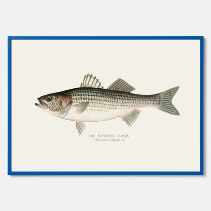 Kökstavla med Strimmig Havsabborre poster – Plansch med fisk, tavla till kök, köksposter, poster till kök, fiskposter