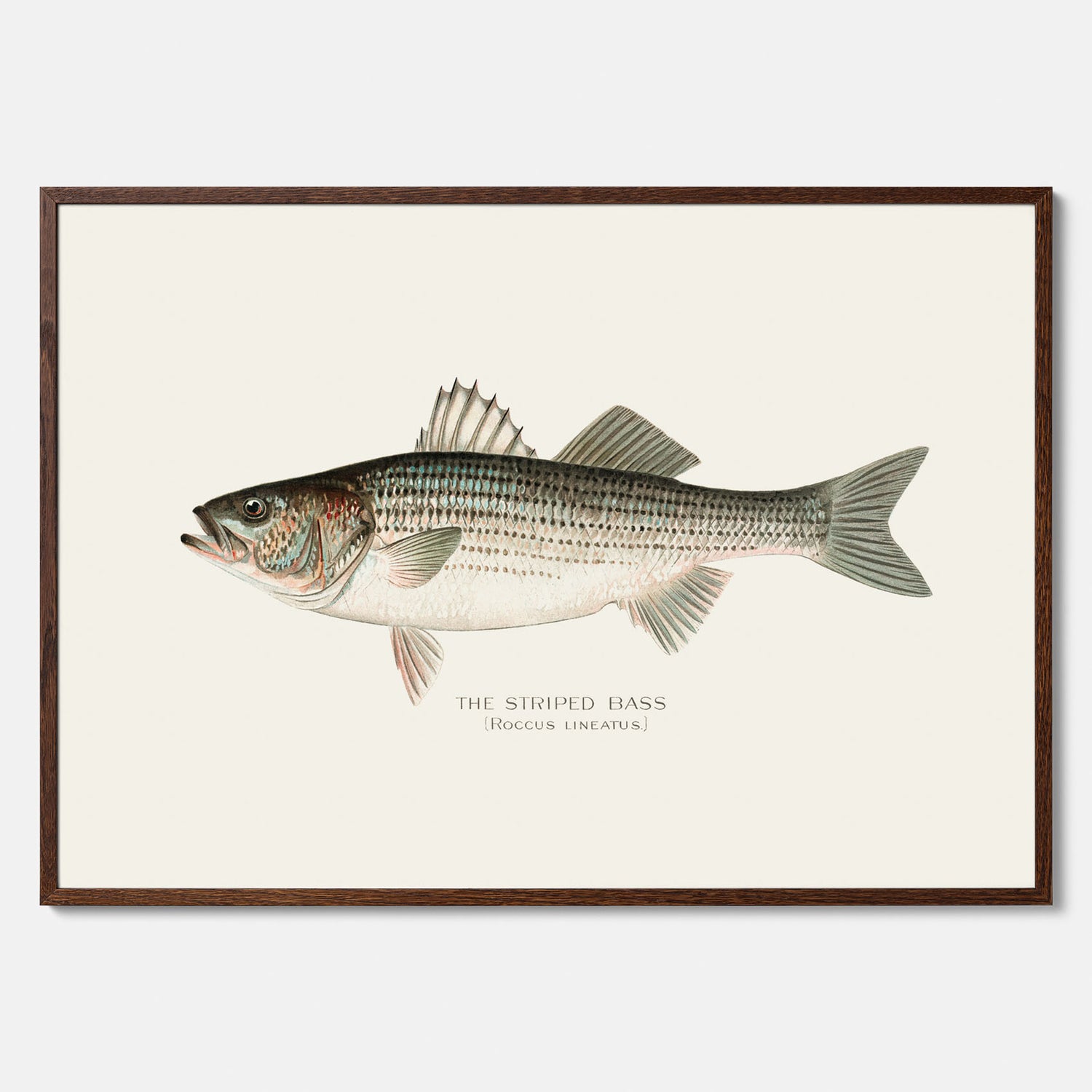 Kökstavla med Strimmig Havsabborre poster – Plansch med fisk, tavla till kök, köksposter, poster till kök, fiskposter