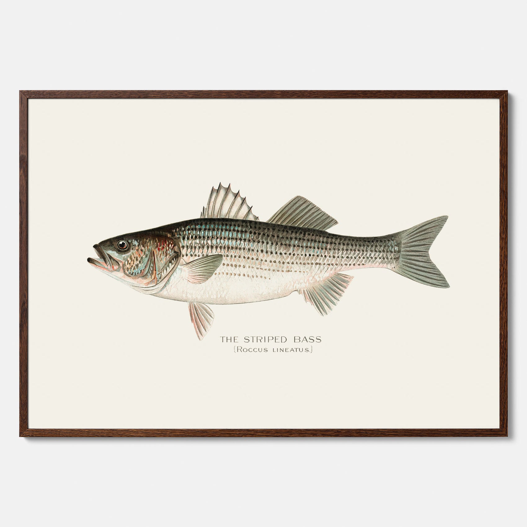 Kökstavla med Strimmig Havsabborre poster – Plansch med fisk, tavla till kök, köksposter, poster till kök, fiskposter