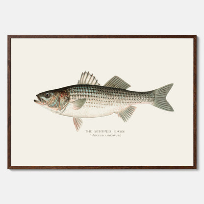 Kökstavla med Strimmig Havsabborre poster – Plansch med fisk, tavla till kök, köksposter, poster till kök, fiskposter