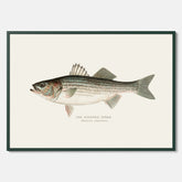 Kökstavla med Strimmig Havsabborre poster – Plansch med fisk, tavla till kök, köksposter, poster till kök, fiskposter