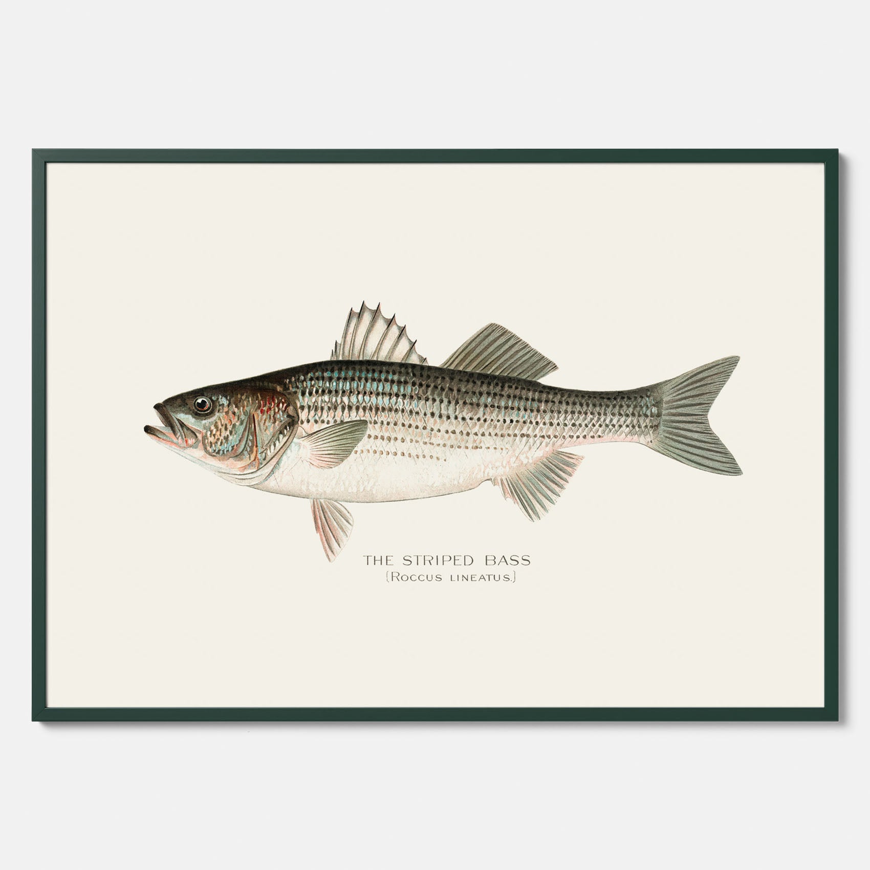 Kökstavla med Strimmig Havsabborre poster – Plansch med fisk, tavla till kök, köksposter, poster till kök, fiskposter