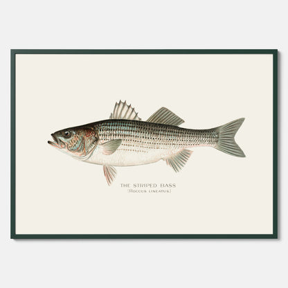 Kökstavla med Strimmig Havsabborre poster – Plansch med fisk, tavla till kök, köksposter, poster till kök, fiskposter