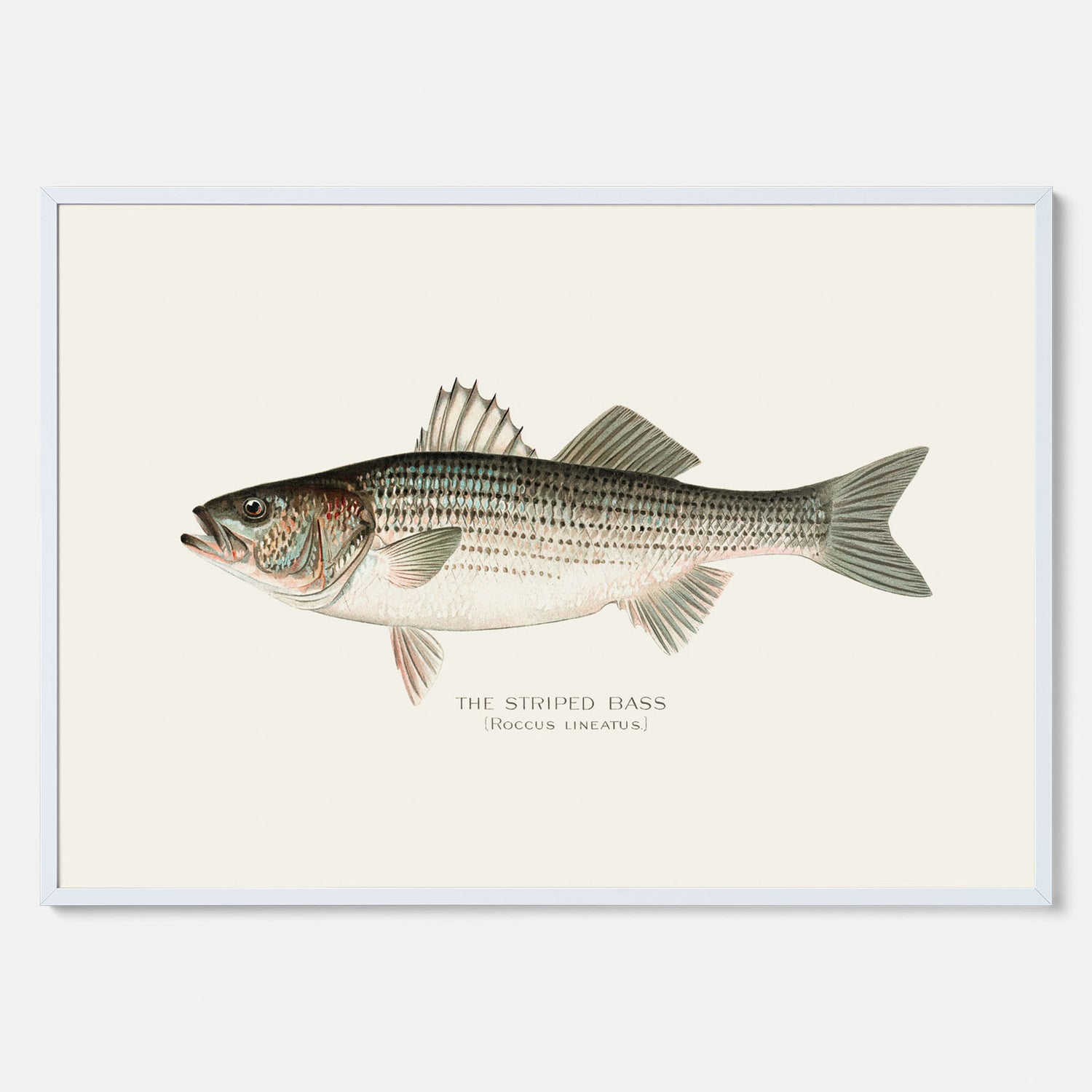 Kökstavla med Strimmig Havsabborre poster – Plansch med fisk, tavla till kök, köksposter, poster till kök, fiskposter
