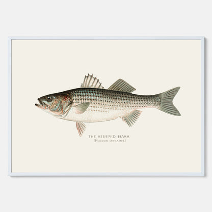 Kökstavla med Strimmig Havsabborre poster – Plansch med fisk, tavla till kök, köksposter, poster till kök, fiskposter