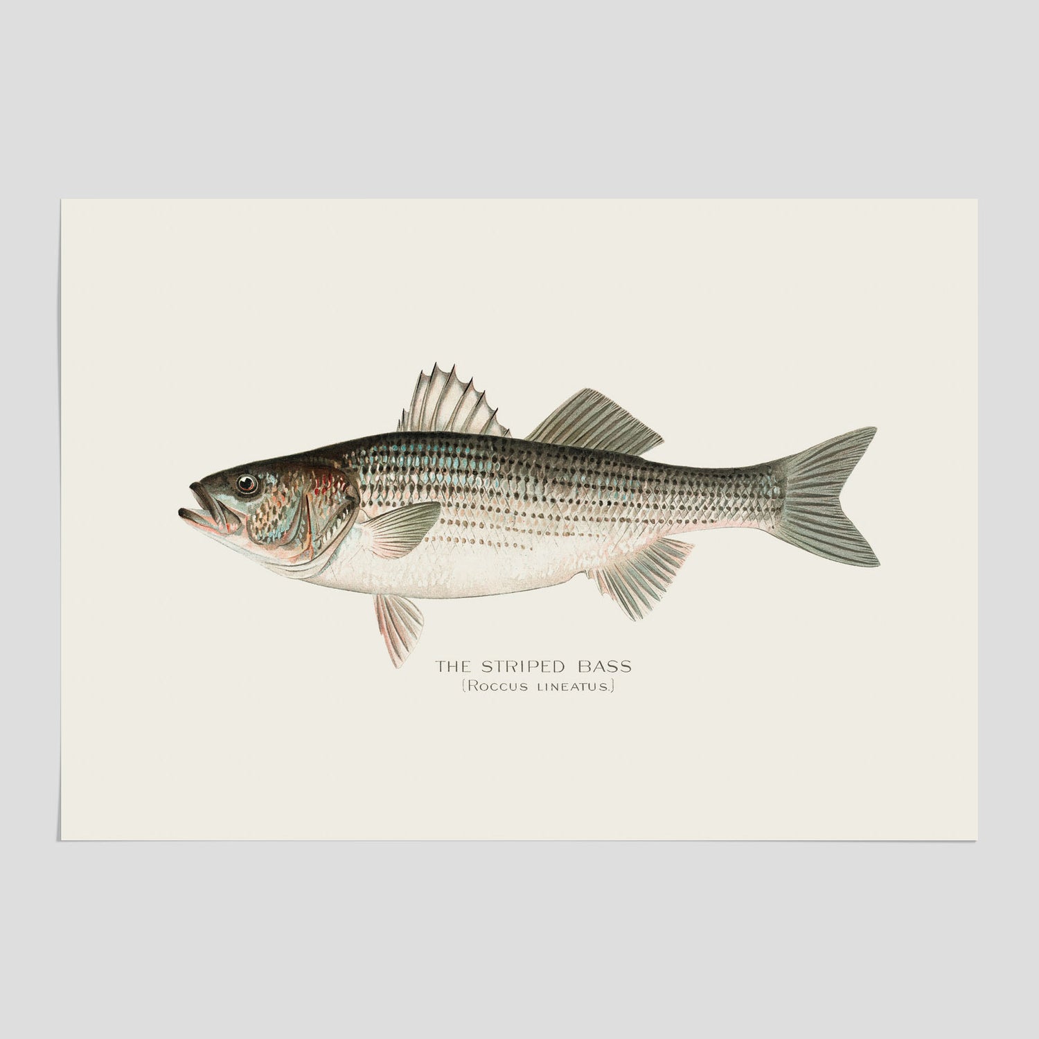Kökstavla med Strimmig Havsabborre poster – Plansch med fisk, tavla till kök, köksposter, poster till kök, fiskposter
