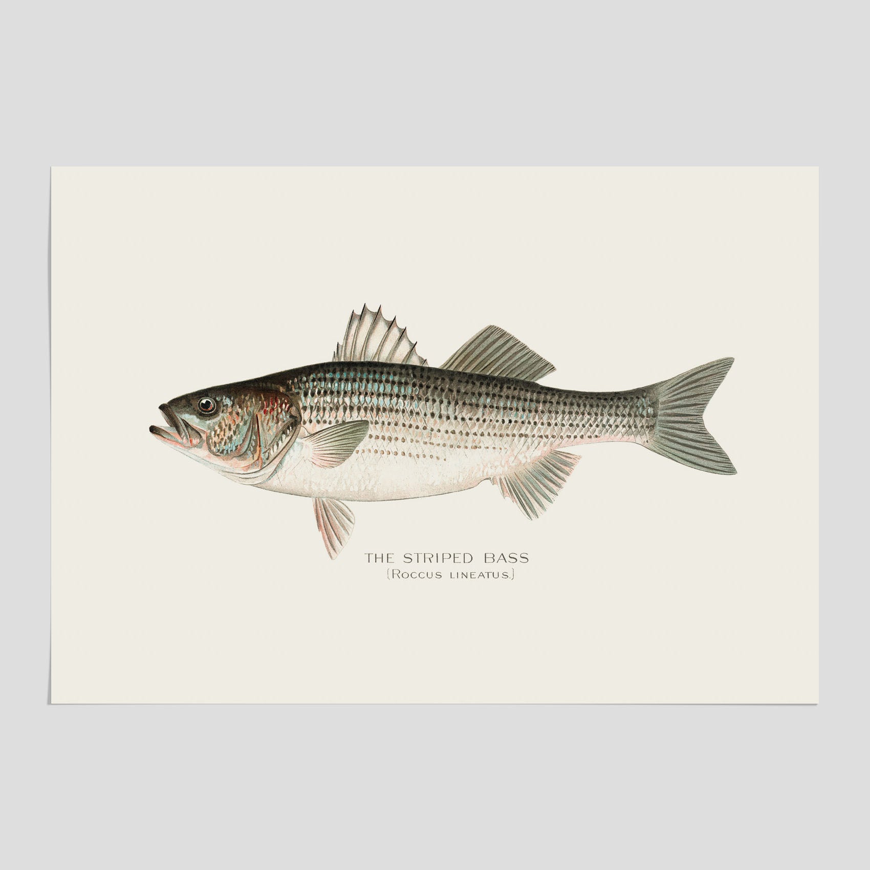 Kökstavla med Strimmig Havsabborre poster – Plansch med fisk, tavla till kök, köksposter, poster till kök, fiskposter