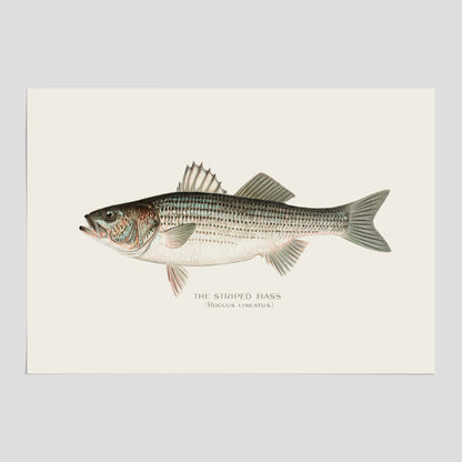 Kökstavla med Strimmig Havsabborre poster – Plansch med fisk, tavla till kök, köksposter, poster till kök, fiskposter